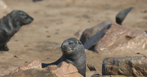 huge colony of brown fur seal in Cape Cross, Namibia safari wildlife