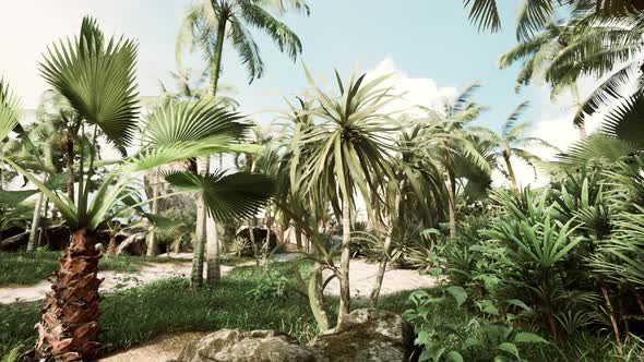 Tropical Palms and Plants at Sunny Day