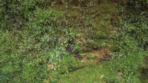 Water Droplets on Wet Velvety Mossy Surface