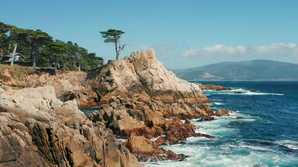 Scenic Landscape with Green Tree Growing on the Rocky Coast of California
