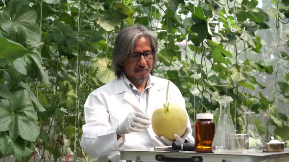 Agricultural Research Scientist Testing a Scientific Experiment with Cantaloupe Melon at Farm Field