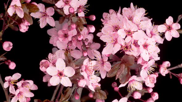 Pink Flowers Blossoms on the Branches Cherry Tree