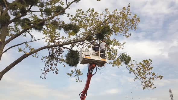 Two Service Workers Cutting Down Big Tree Branches with Chainsaw From High Chair Lift Crane Platform