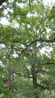 Aerial View of Green Forest in Summer