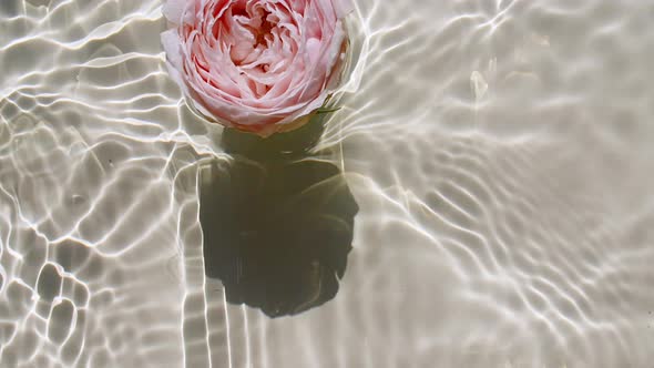 Slow Motion of Falling Pink Rose on Water Surface and Diverging Circles of Water on Pastel