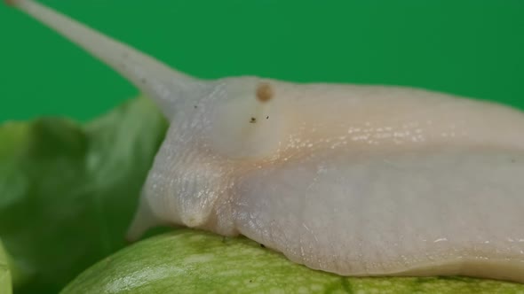 Macro View of Big Snail Achatina Climbs on Vegetables