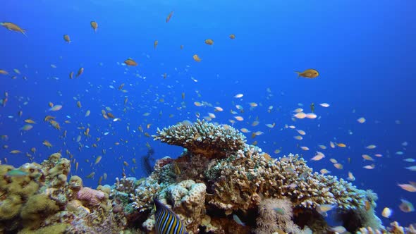 Colorful Fish and Hard Coral