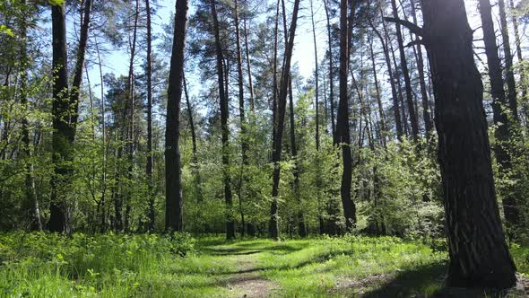 Green Forest During the Day Aerial View