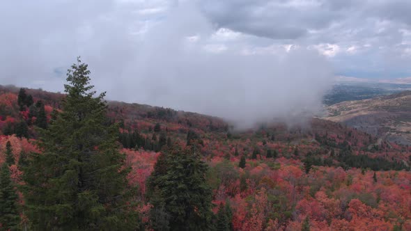 Aerial view flying low over colorful foliage