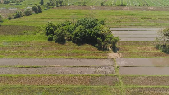 Rice Field and Agricultural Land in Indonesia