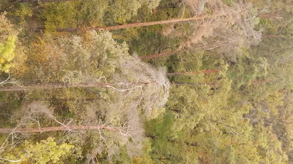 Vertical Video of a Forest Landscape on an Autumn Day in Ukraine