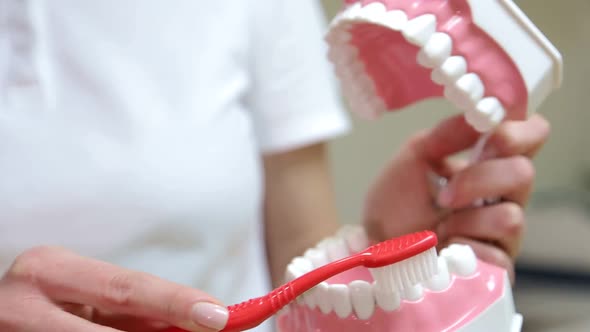 Smiling female dentist explains how to brush your teeth