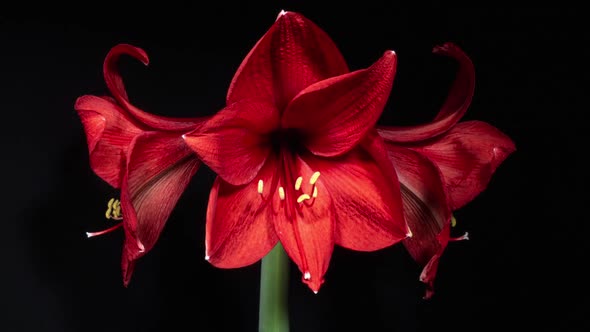 Red Hippeastrum Opens Flowers in Time Lapse on a Black Background. Growth of Orange Amaryllis Flower