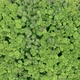 Young Green Forest - VideoHive Item for Sale