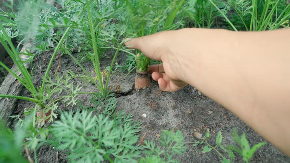 Holding a Carrots From the Soil Vegetables From Local Farming Organic Produce Harvested From the