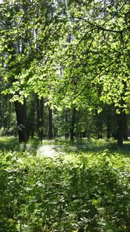 Vertical Video of a Forest with Trees