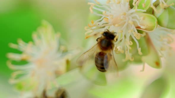 Worker bee at work close up shot