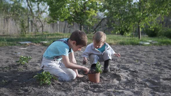 Early Childhood Development, Little Boys in a Hat and Boots Plant Seedlings in a Pot and Cover It