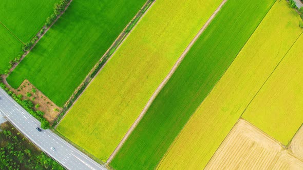 4K Aerial view of agriculture in rice fields for cultivation