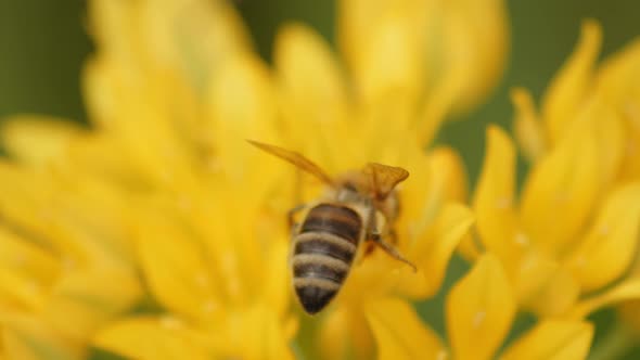 A Western Honey Bee (Apis Mellifera) Collecting Pollen From A Yellow Flower Then Fly Away. - Macro