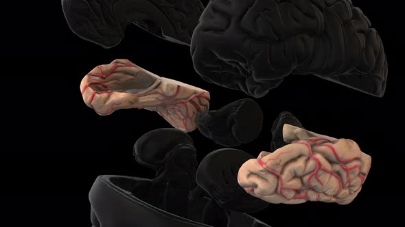 Size Intracranial Brain Structure  Temporal  Rotation Zoom Out