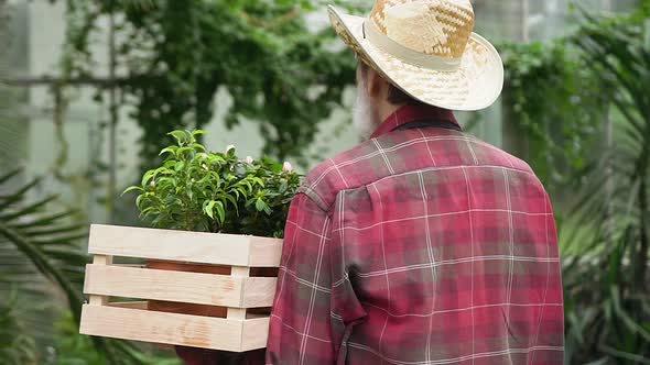 Man-Pensioner in Hat which Carrying Box with Flowerpots in Beautiful Greenhouse