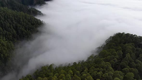 La Esperanza forest in the clouds, Tenerife, Canary Islands, Spain