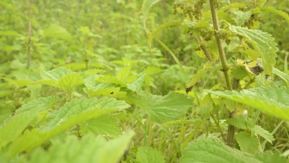 High Bushes of Green Nettles Growing in Large Garden