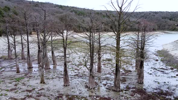 Swamp cypress trees