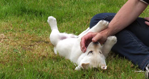 Yellow Labrador Retriever, Puppy Playing with his Mistress on the Lawn, Normandy in France