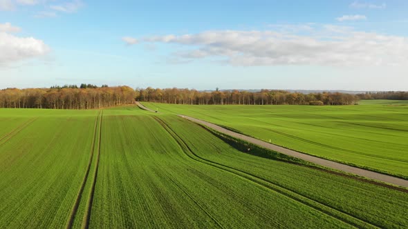 Green Fields in Denmark During Fall