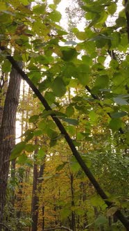 Vertical Video of a Forest in an Autumn Day