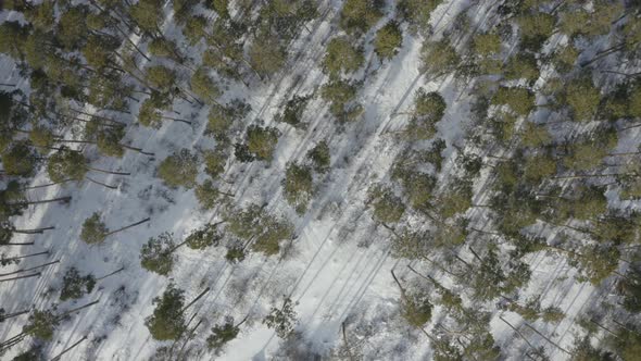 Aerial Photography Of The Forest In Winter