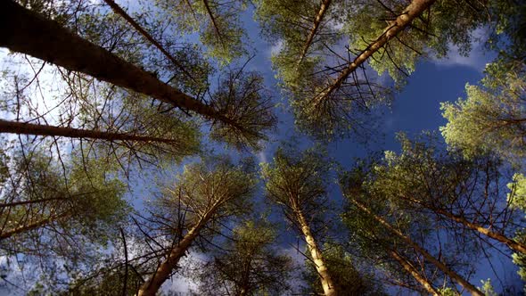 Woods That Survived Forest Fires