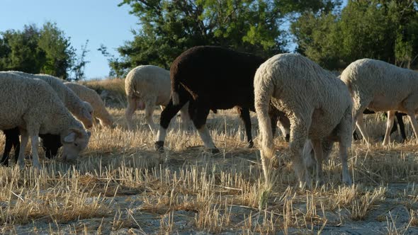 Sheep Grazing Field