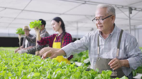 Hydroponics farm organic fresh harvested vegetables concept