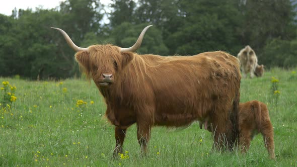 Highland cattle on a pasture in Scotland