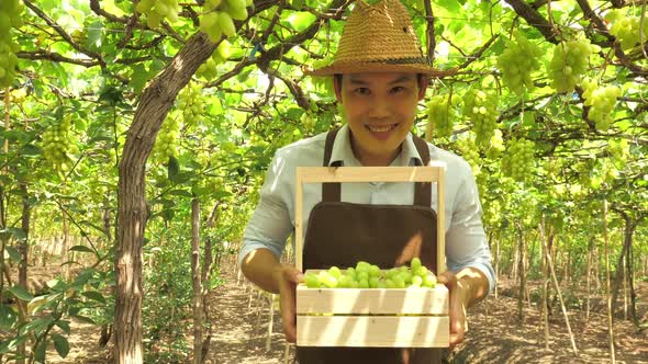 Young farmer harvesting grapes in vineyard