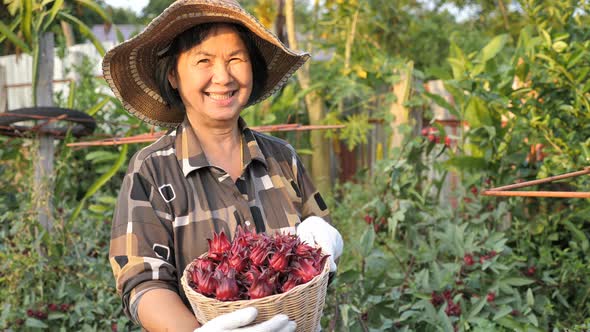 Happy Asian senior farmer harvesting organic fresh red roselle in the farm.