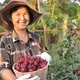 Happy Asian senior farmer harvesting organic fresh red roselle in the farm. - VideoHive Item for Sale