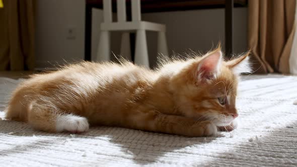 Ginger Kitten is Basking in the Lights of a Sun and Shadows