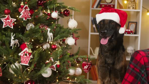 Dog Wearing Christmas Hat Closeup