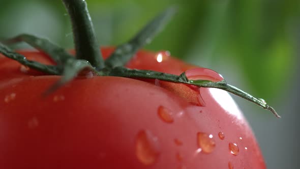 Extreme close-up of water drip on tomato in slow motion; shot on Phantom Flex 4K at 1000 fps