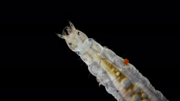 Larva Mite Hydrachnidia and Hydrophilidae Larva Under a Microscope