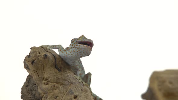 Tokay Gecko - Gekko Gecko on Wooden Snag in White Background