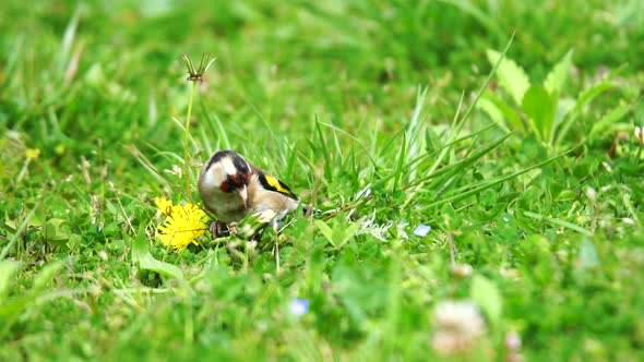 European Goldfinch