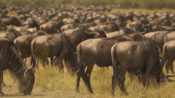 Gnus in Maasai Mara National Reserve