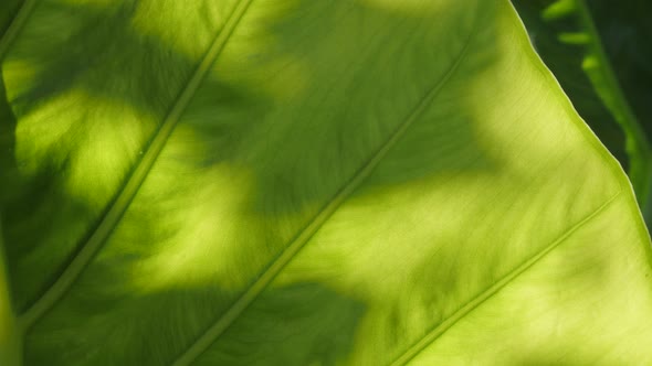 Giant upright elephant ear plant leaf 4K 2160p 30fps UltraHD footage -  Alocasia odora leaves detail