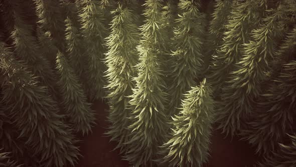 Field of Green Medial Cannabis