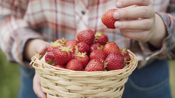 Woman Holds Wicker Basket with Picked Ripe Red Strawberries in Hands Closeup